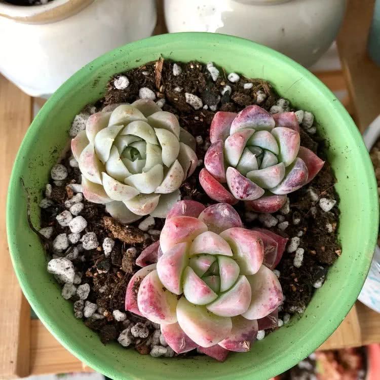 新手小白入坑多肉必看攻略,多肉新手入坑必备指南