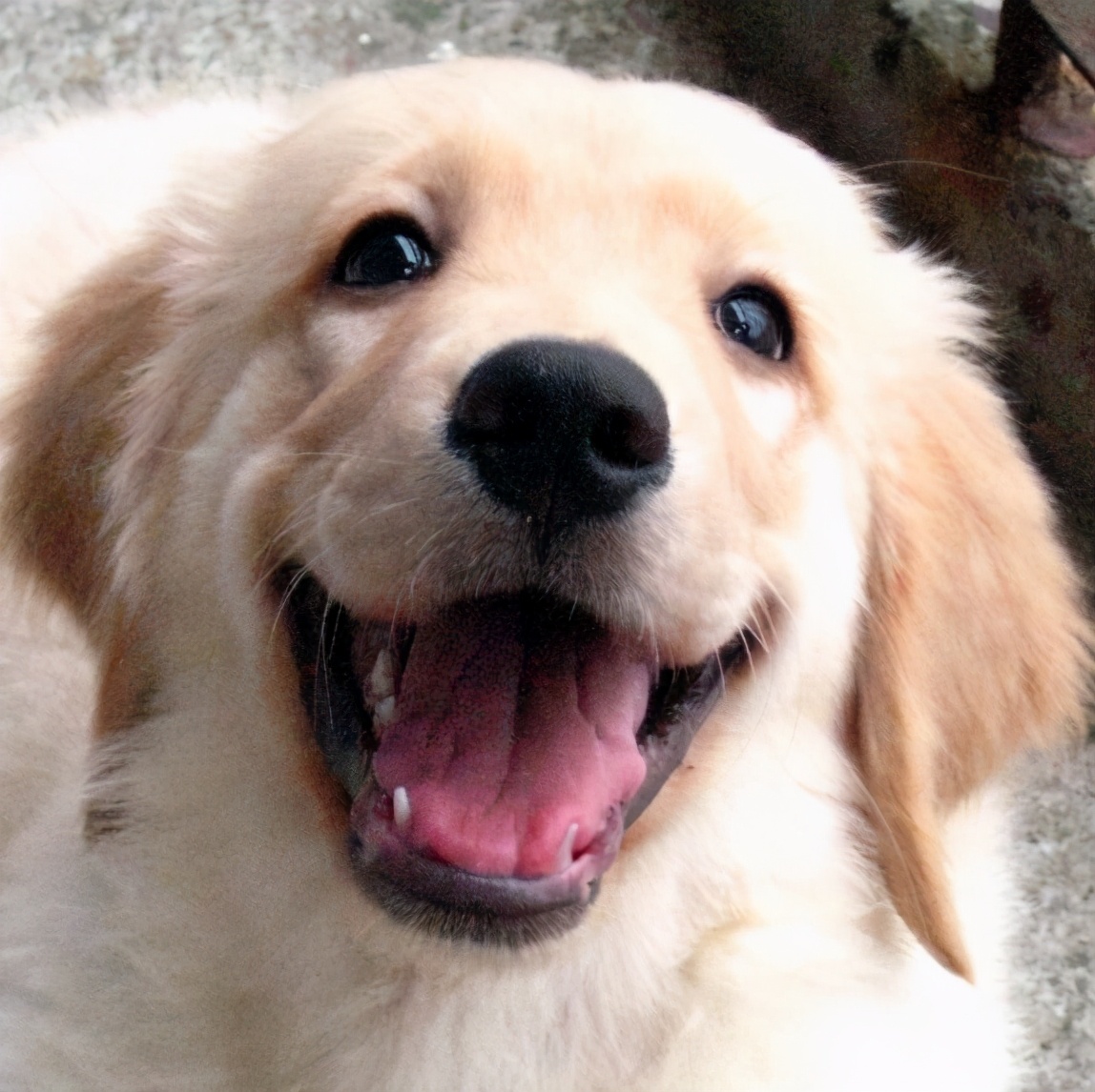 金毛犬有泪痕用什么药,金毛犬泪痕严重怎么去除