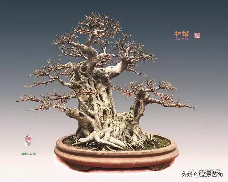 陈文图榕树欣赏,陈文图盆景