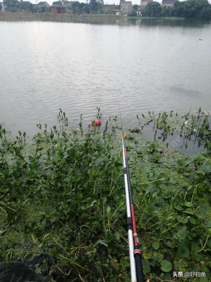 丁香红糖红枣酒,丁香酒钓鲫鱼真实效果