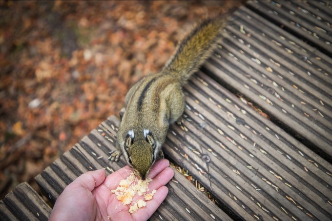 消失的地平线上的“香巴拉”和“女儿国”（二）
