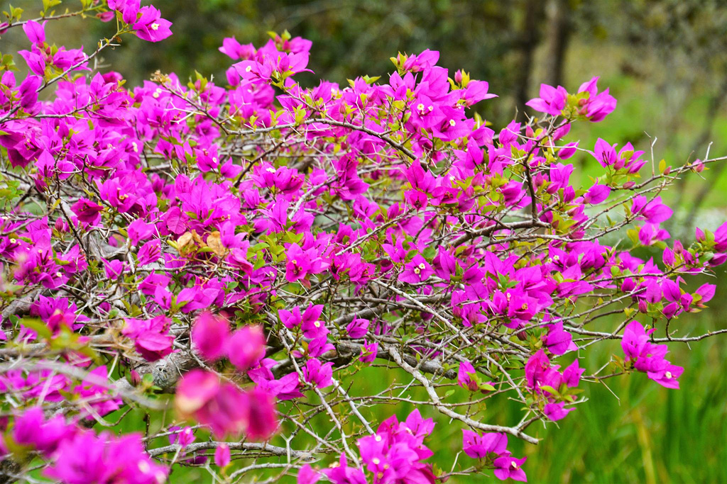 西双版纳泼水节野象谷,西双版纳旅游野象谷全攻略