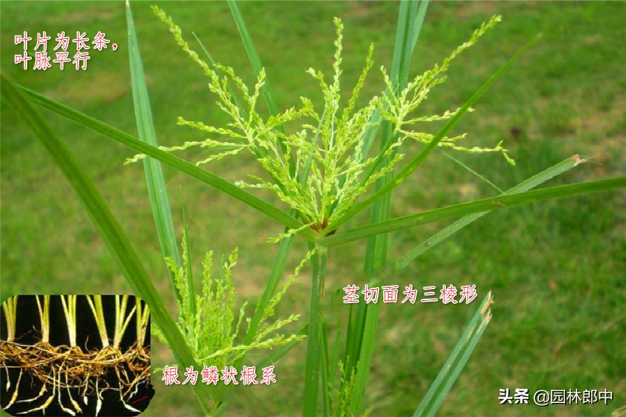 蔬菜田内防除莎草用什么药,莎草用什么药去除能彻底根除