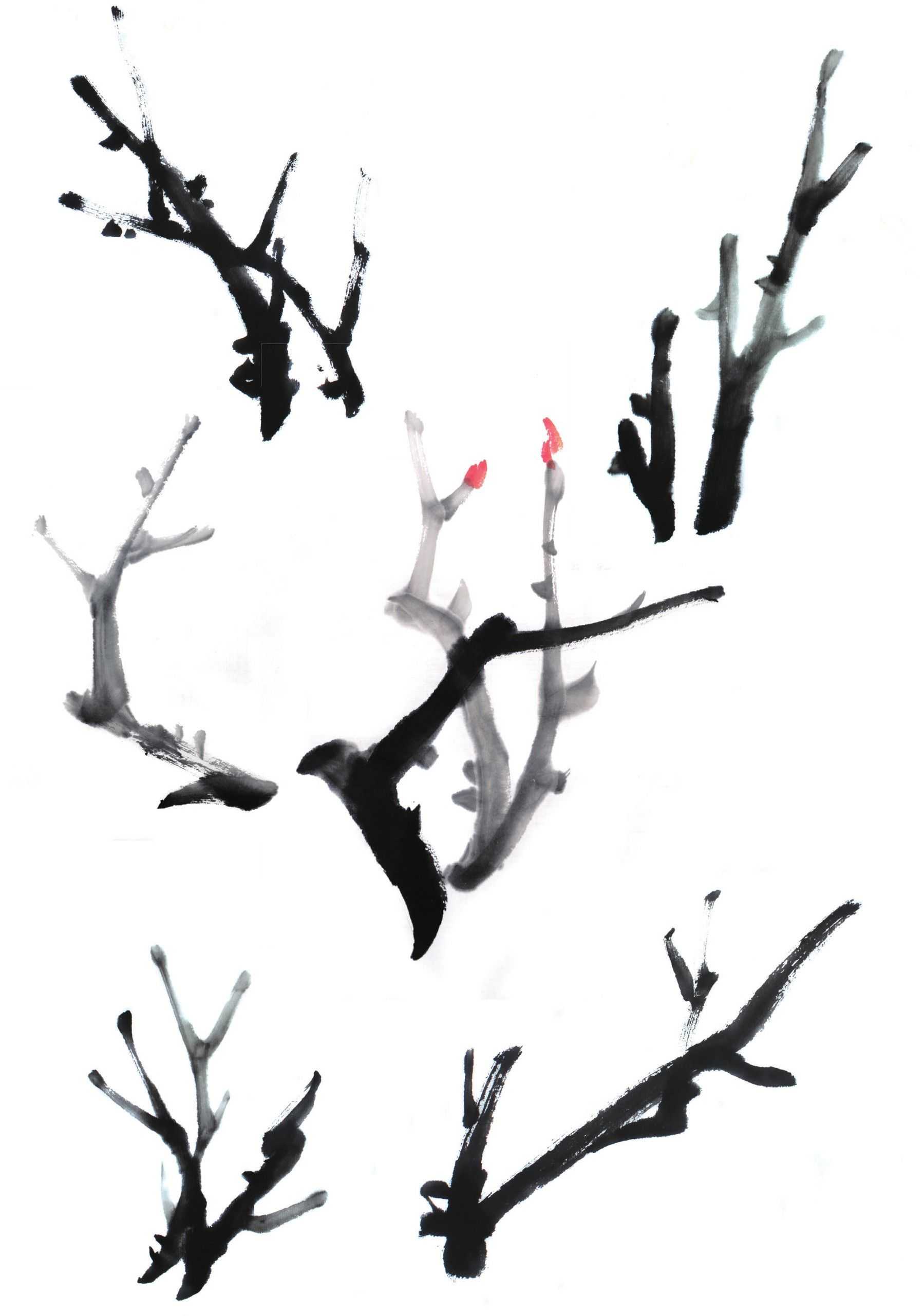 国画零基础牡丹画法步骤图解,国画零基础入门教程牡丹的画法