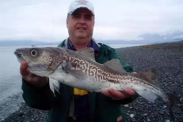 银鳕鱼和油鳕鱼有何区别,银鳕鱼和鳕鱼的营养区别