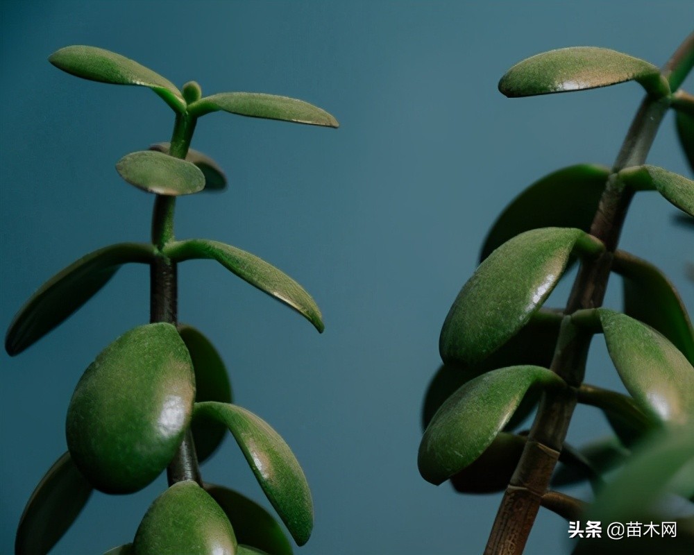 刚移栽苗木注意事项有哪些,移栽苗木需要注意哪些事项