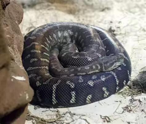 巨型超大的蟒蛇电影,巨型蟒蛇电影狂蟒之灾