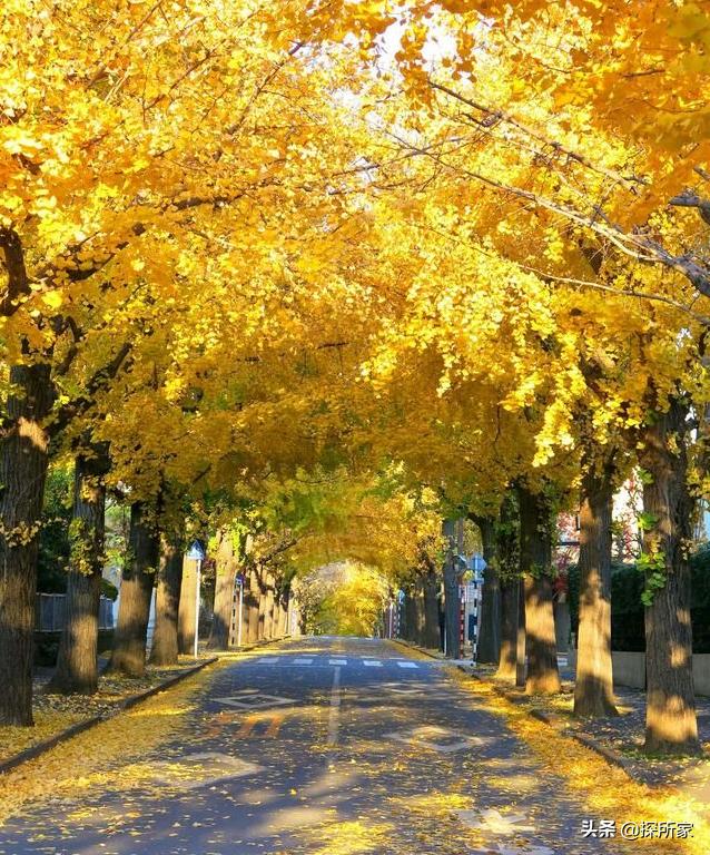 从中央大街到中华巴洛克风情街,从中国穿过一条街到外国