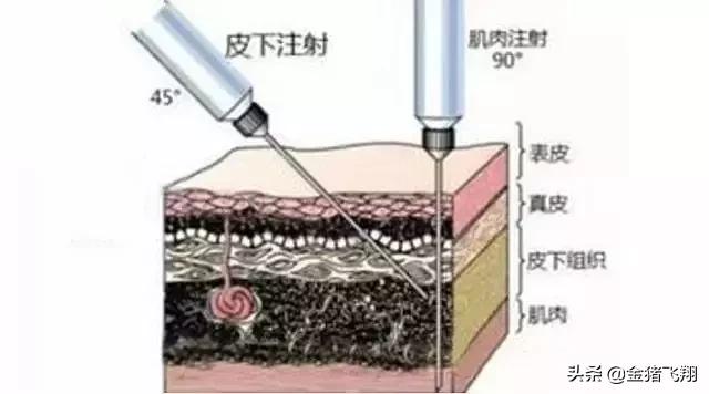 正确的给猪打针方法实图,给猪打针的技巧视频