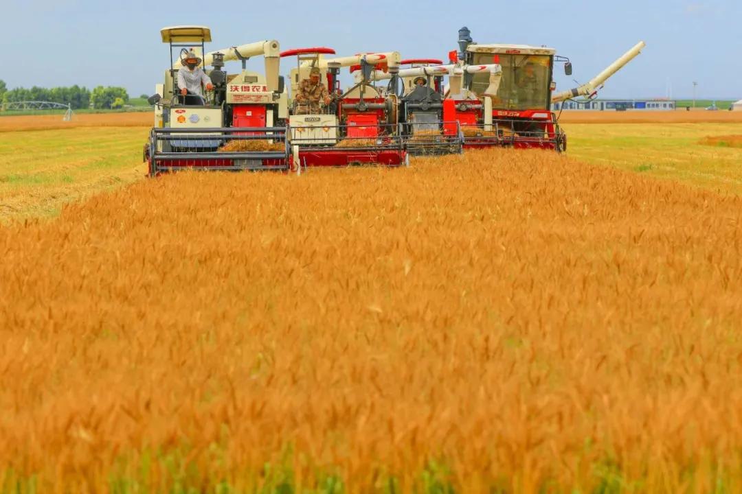 洮南玉米收割,洮南收玉米