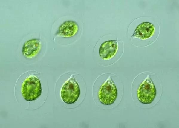鱼类水产养殖需要哪些藻类,水产养殖显微镜下各种藻类