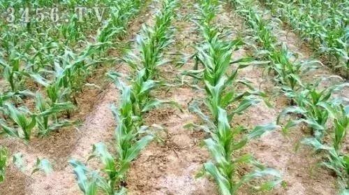 玉米几叶蹲苗最好,玉米蹲苗是什么意思