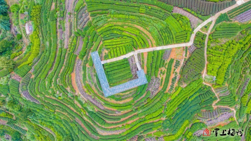 山下红色“讲古”，山上绿色“品茗”！脱贫奔康，梅州大埔这里风景独好