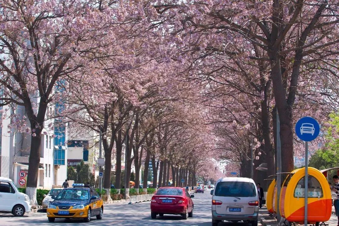 北京有条网红“泡桐大道”,已然成为城市春景“名片”之一