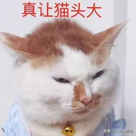 猫感冒会传染其他猫吗,猫感冒了有哪几种表现