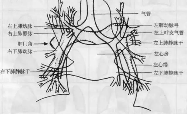拿到胸片却不会看？送你7个窍门，手把手教你解读胸片（收藏）
