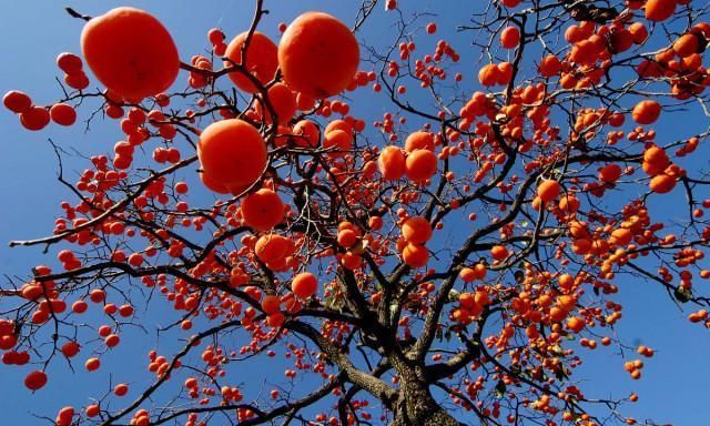 儿时的柿子树就这样被砍掉了,老柿子树砍伐有什么忌讳