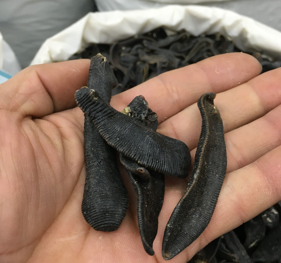 水蛭被吃进肚子里会存活吗,将水蛭放入冰箱还能活