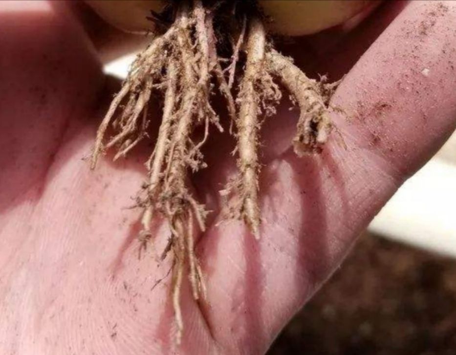 植物成了“光杆司令”，别轻言放弃，此法或可挽救