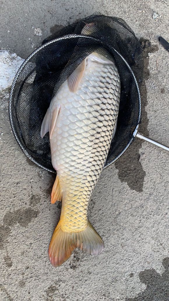 钓鱼人最怕鱼浮头,三个技巧可解决,虽爆不了护但渔获肯定有