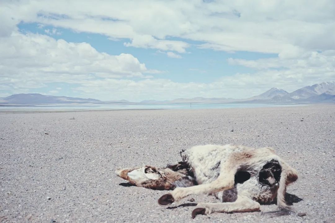 炸裂！全球唯一合法资质进入羌塘，一起去实现人生终极越野梦