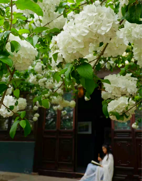 琼花开在什么地方,琼花盛开的地方