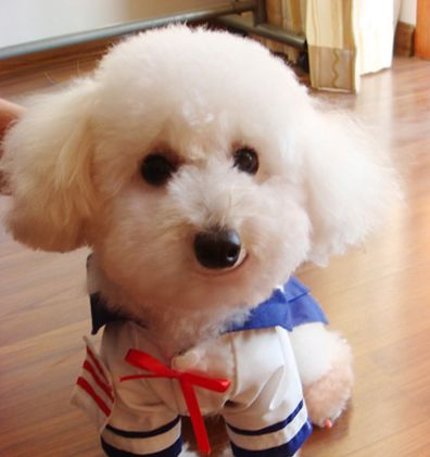 成年贵宾犬标准体重,贵宾犬一般最重是多少斤