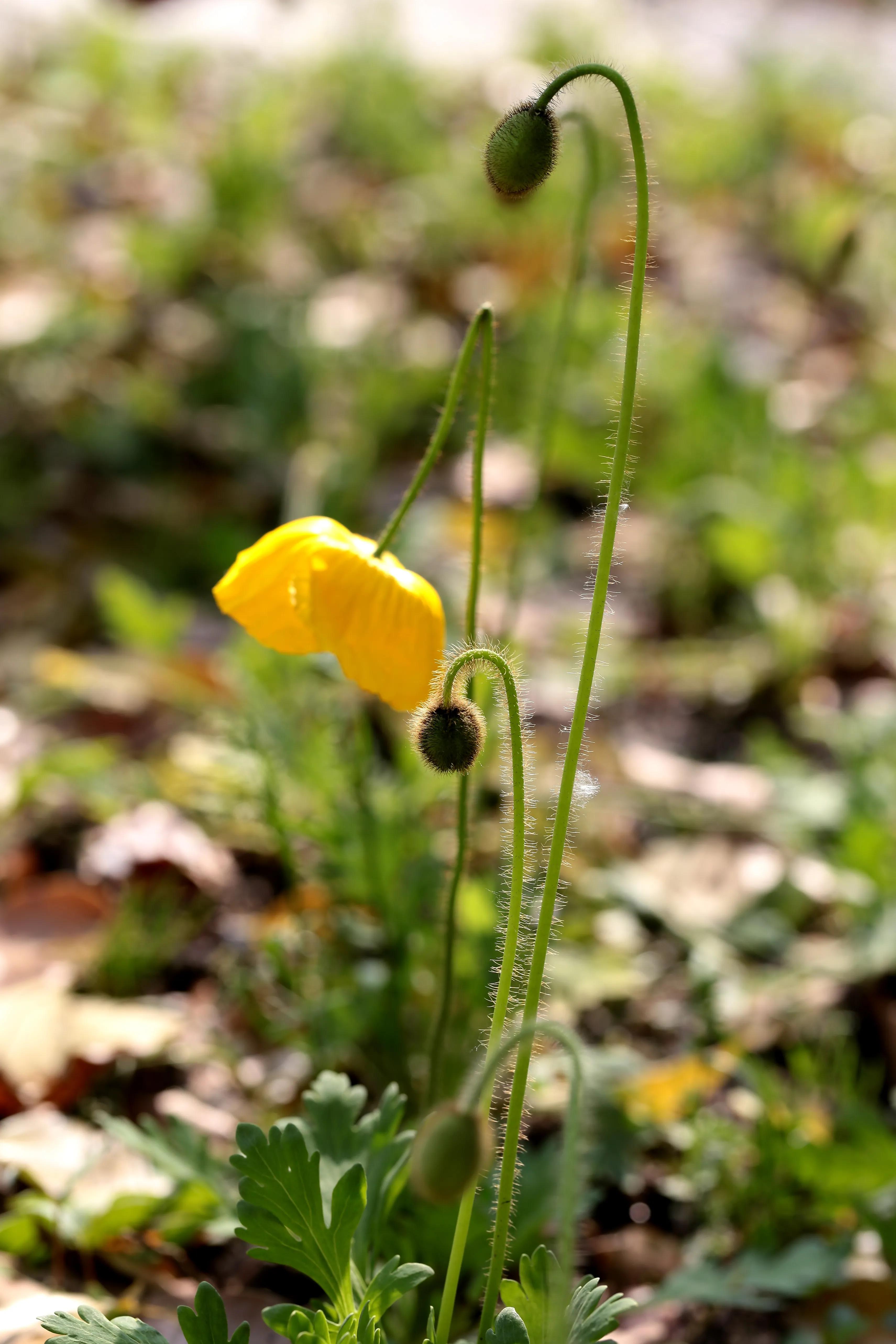 西溪湿地花朝节花草集（2）