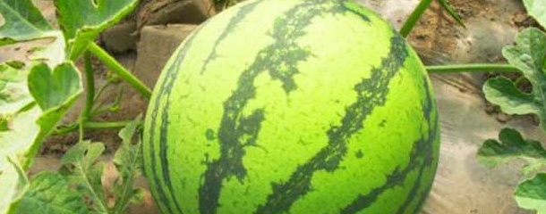 露天麒麟瓜的种植间距,麒麟瓜吊蔓种植技术