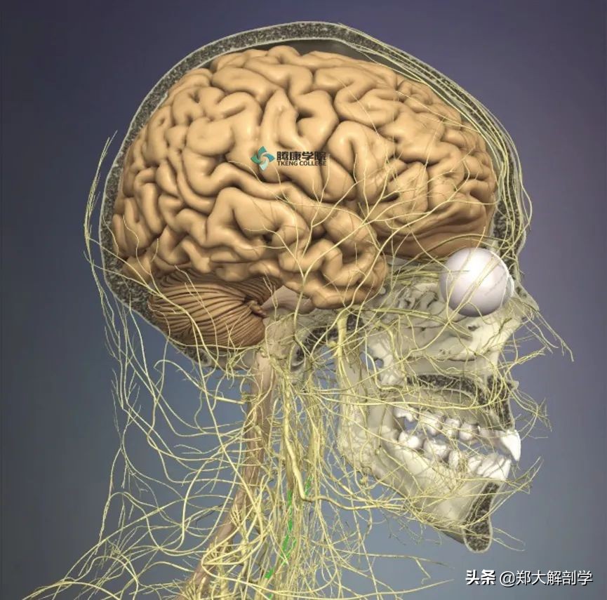 挥鞭综合症治疗,甩鞭综合征