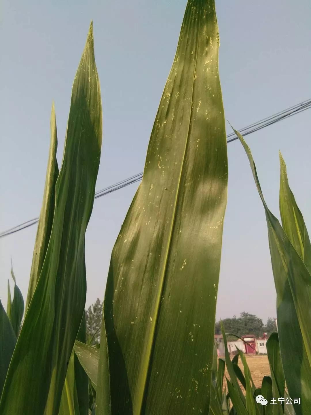 夏播玉米虫害图片大全,玉米虫害图谱高清大图