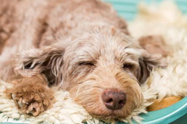 狗狗细小临终前的5个征兆,狗狗在临终前为什么会躲起来