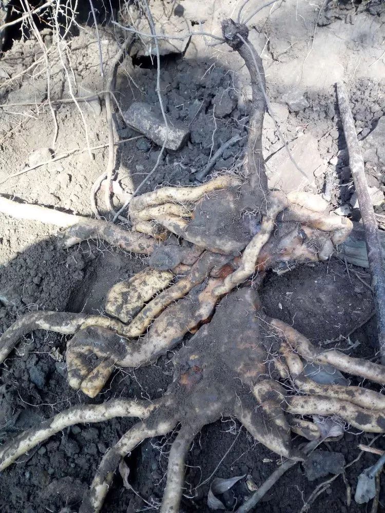 山东怀山药片药用价值,不是怀山药有药用价值吗