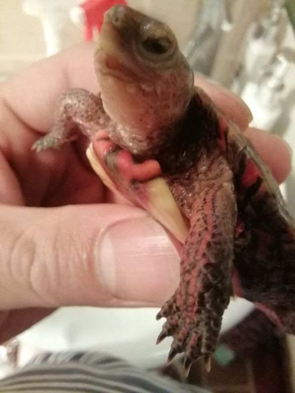 木纹龟生病,木纹龟眼睛出问题