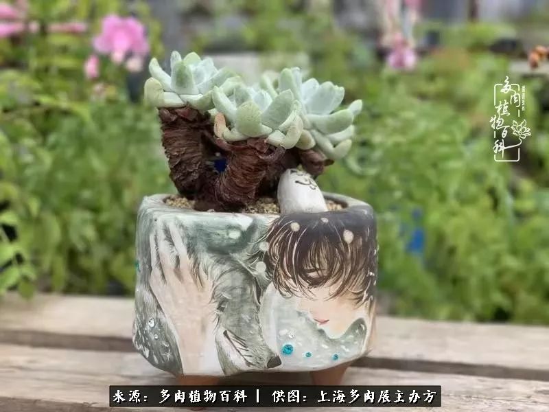 2023多肉展会直播,2023上海多肉植物展