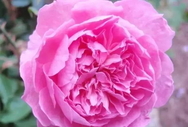 一万年一次的2020520;一起认识100种玫瑰~别送错啊