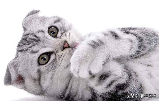 猫咪贫血的表现与治疗,猫咪贫血有什么症状