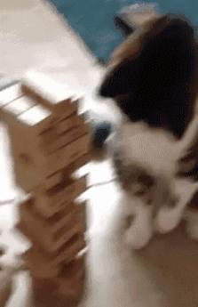 喵星人的反应能力超出常人,喵星人战斗力有多强