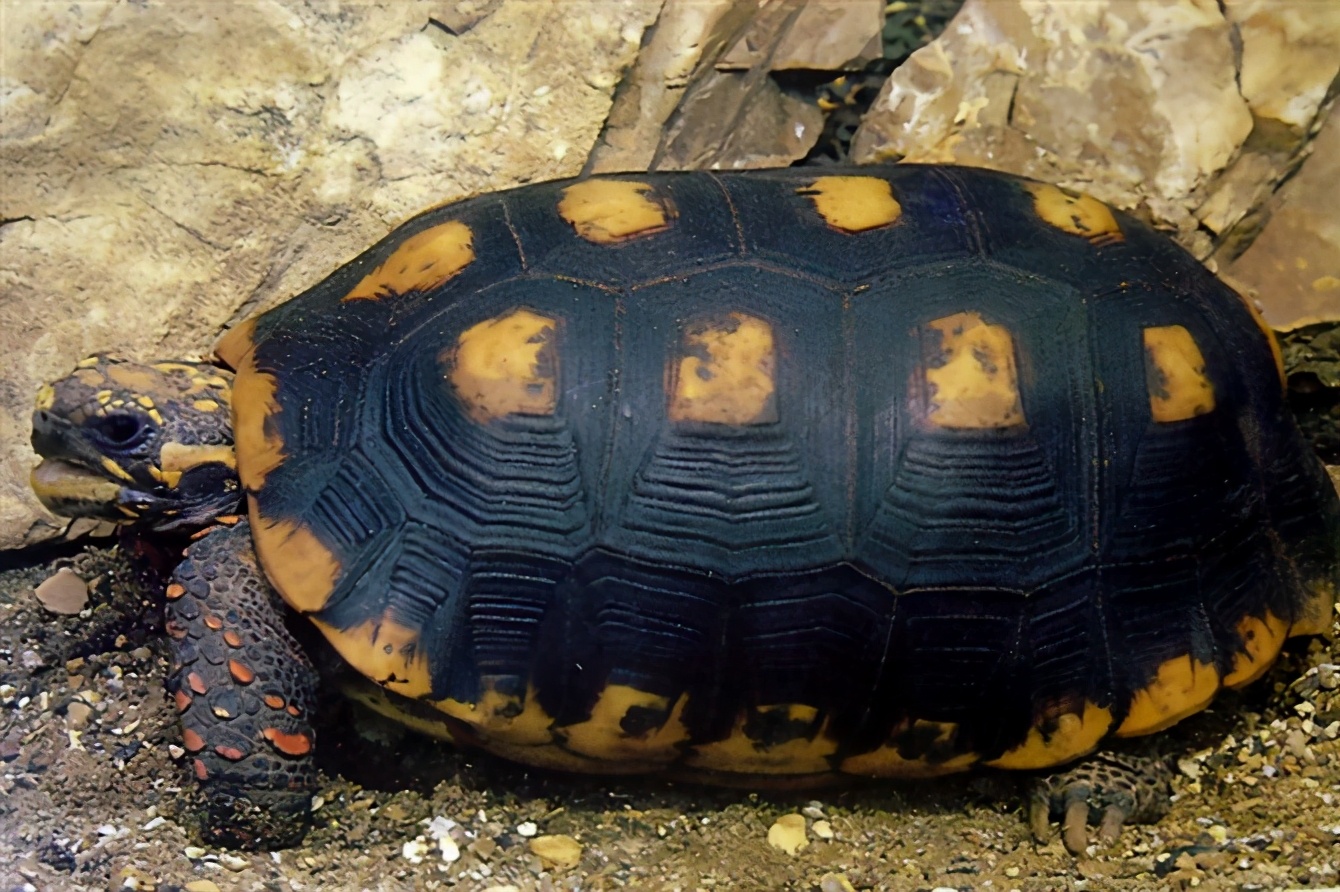 龟类纪录片,龟类图片