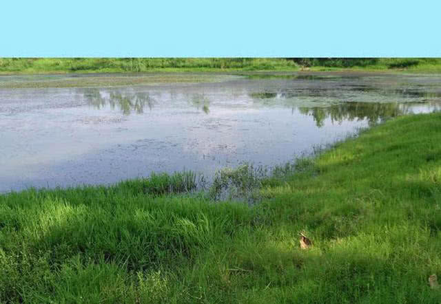 钓黑鱼妙招,钓黑鱼最好的办法视频