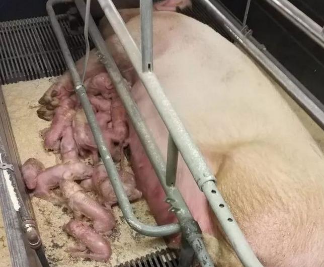 母猪下崽后不吃食是怎么回事？母猪下崽后不吃食怎么办？看看本文