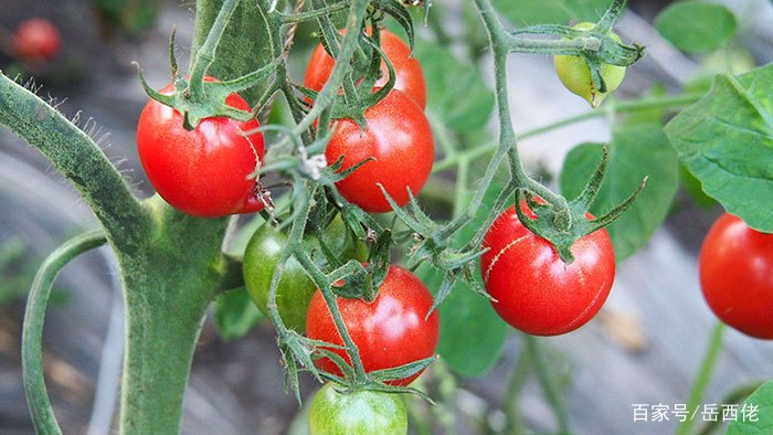 合肥土特产四大名点,合肥特产四大名点图片