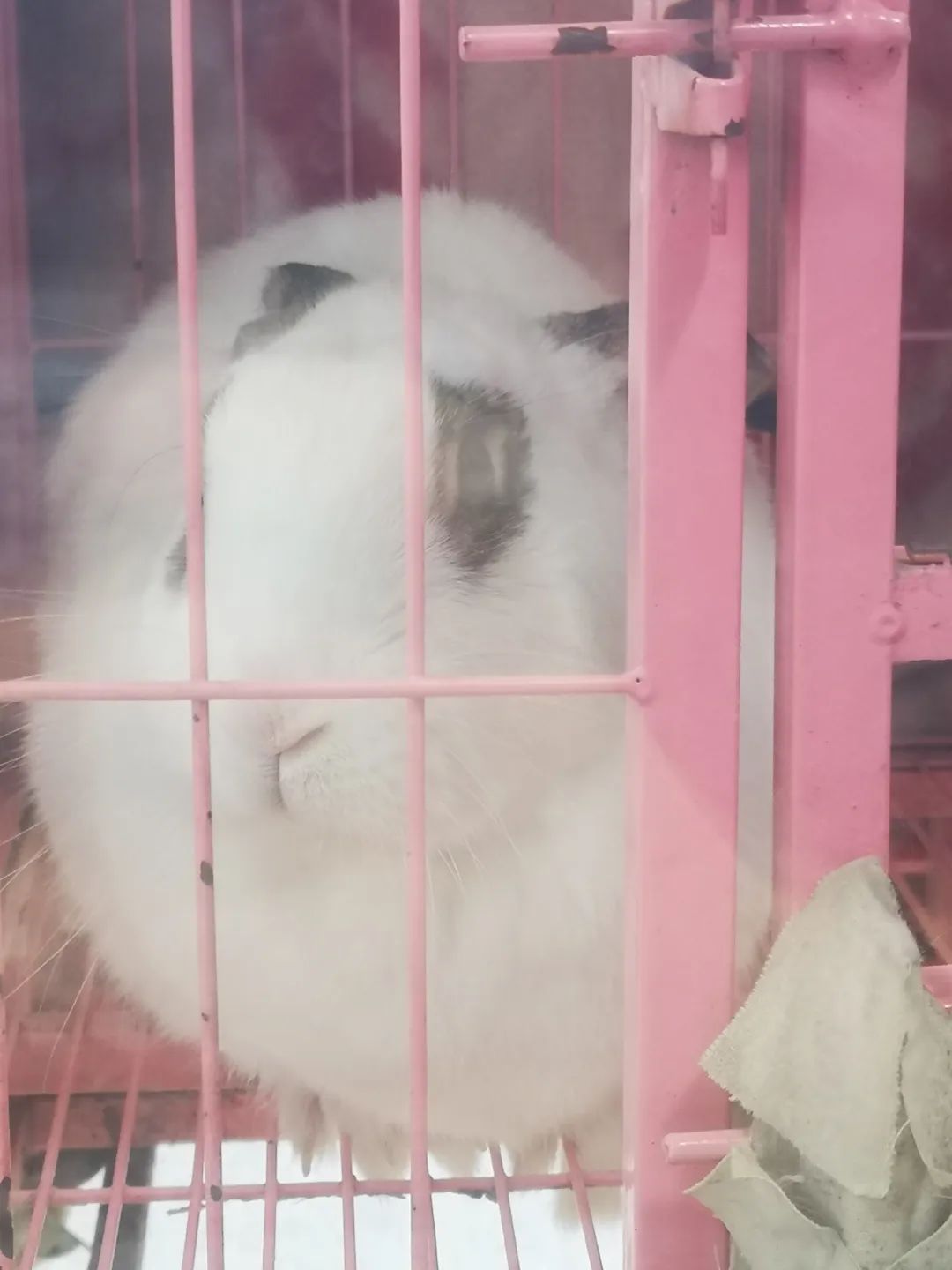 和宠物交流说什么,和宠物谈恋爱