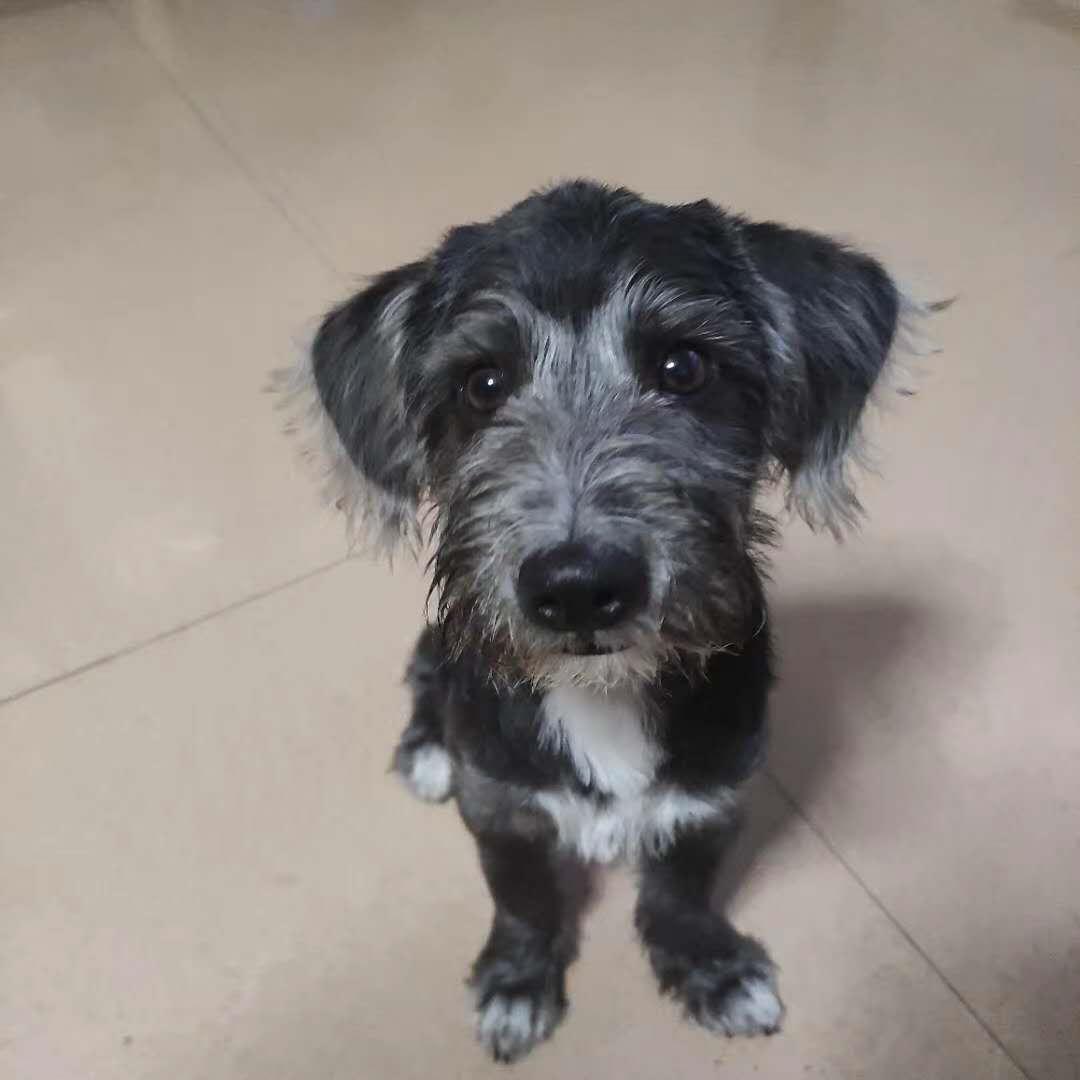 雪纳瑞和贵宾犬哪个更适合孩子,主人寻狗