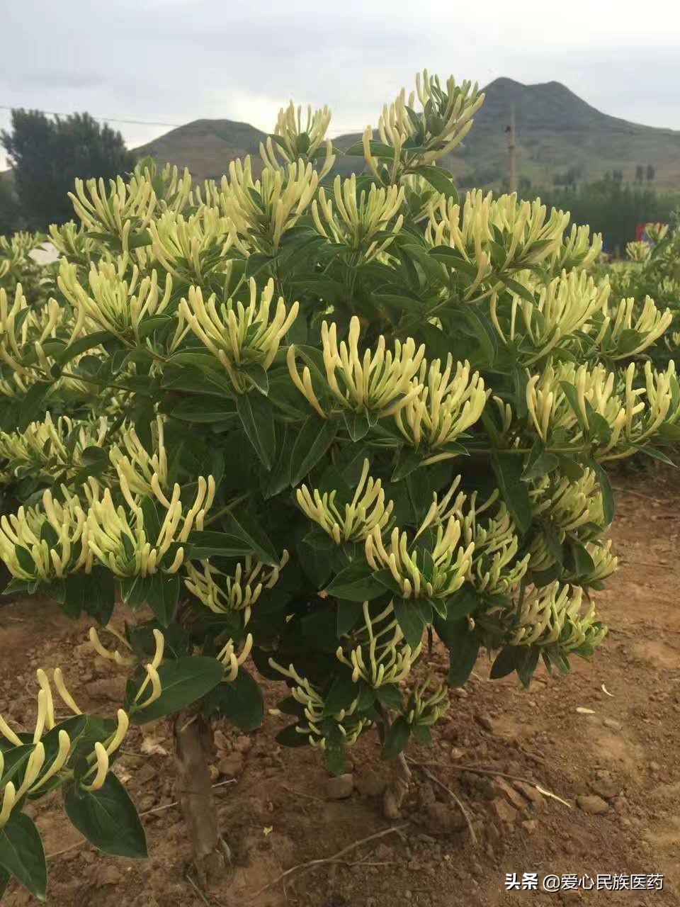 林下仿野生种植中药材优势,林下种植中药材的几条原则