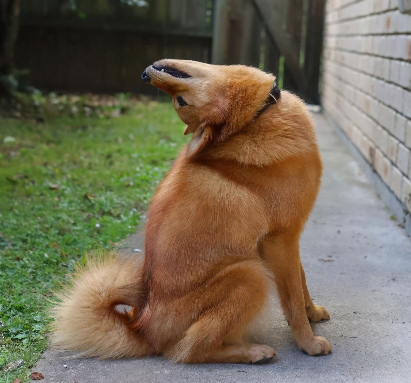 新西兰小狗一听到“恶魔”口令就会转动脖子，完美cos驱魔人