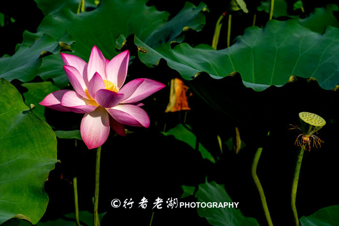 最美荷花展深圳,深圳最美荷花