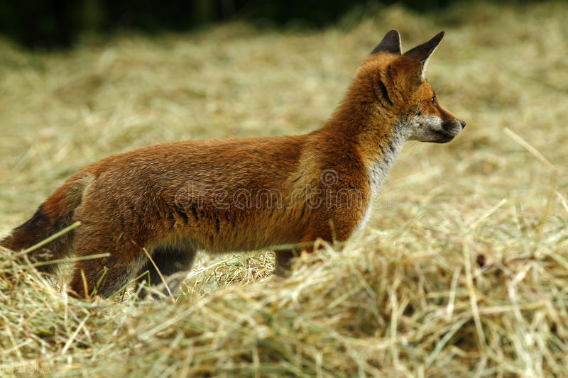 猎人对着狐狸开了一枪但猎人死了,猎人向狐狸开了一枪猎人却死了