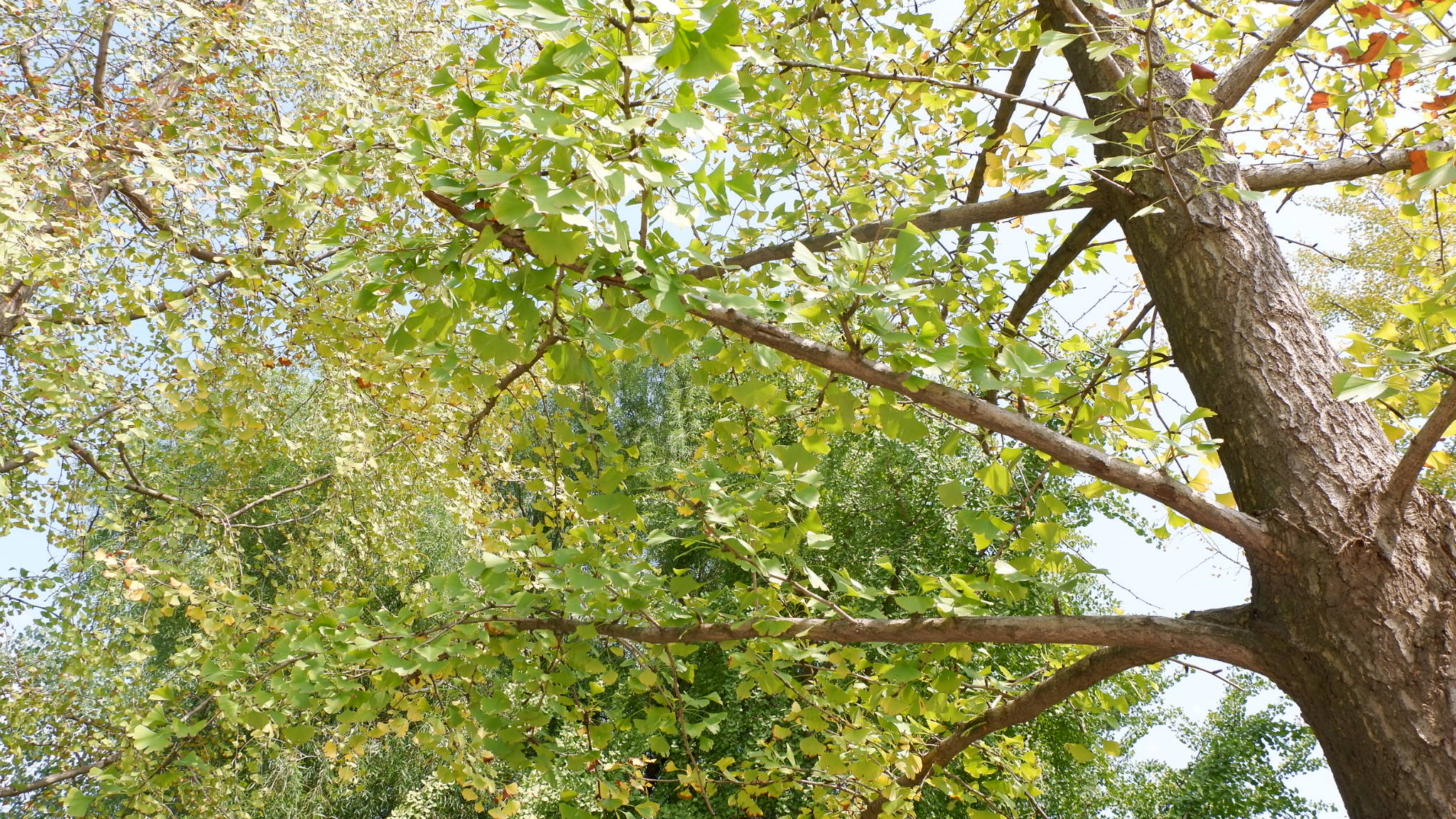 在地铁边看存在了两亿七千万年的树