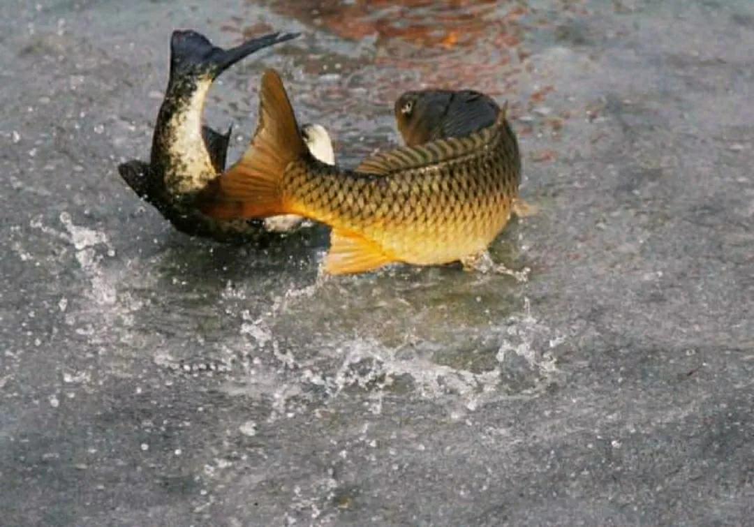 亚洲鲤鱼到底有多厉害,亚洲鲤鱼泛滥成灾的视频